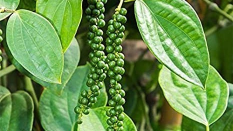 gia tieu hom nay 17102023 dai ly ruc rich day hang tieu viet chiem thi phan lon nhat tai duc