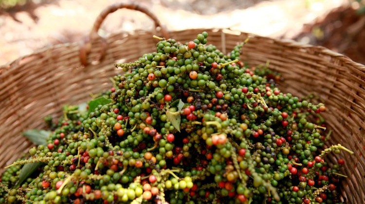 gia tieu hom nay 3122023 da tang gia den tu don hang cuoi nam co kha nang lap lai kich ban thi truong bung no