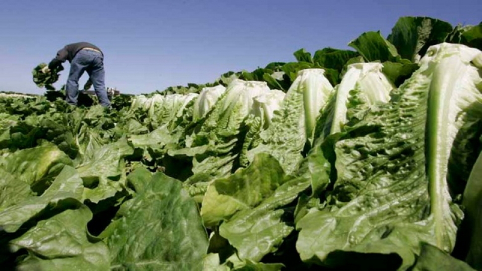 Canada bùng phát dịch do nhiễm khuẩn E.coli từ rau diếp đảo Kos canada bung phat dich do nhiem khuan ecoli tu rau diep dao kos