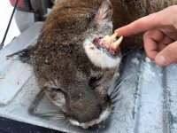 Phát hiện sư tử núi có răng và ria trên đầu