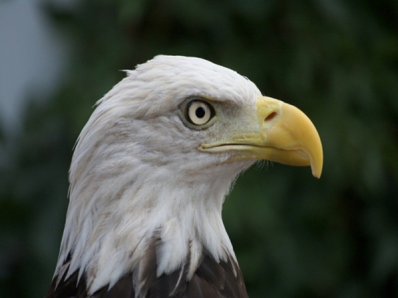 Số đại bàng đầu hói quý hiếm đang tăng lên so dai bang dau hoi quy hiem dang tang len