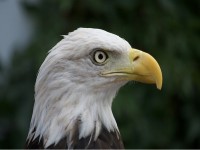 cuoc chien quyet liet gianh con moi giua dai bang va cao