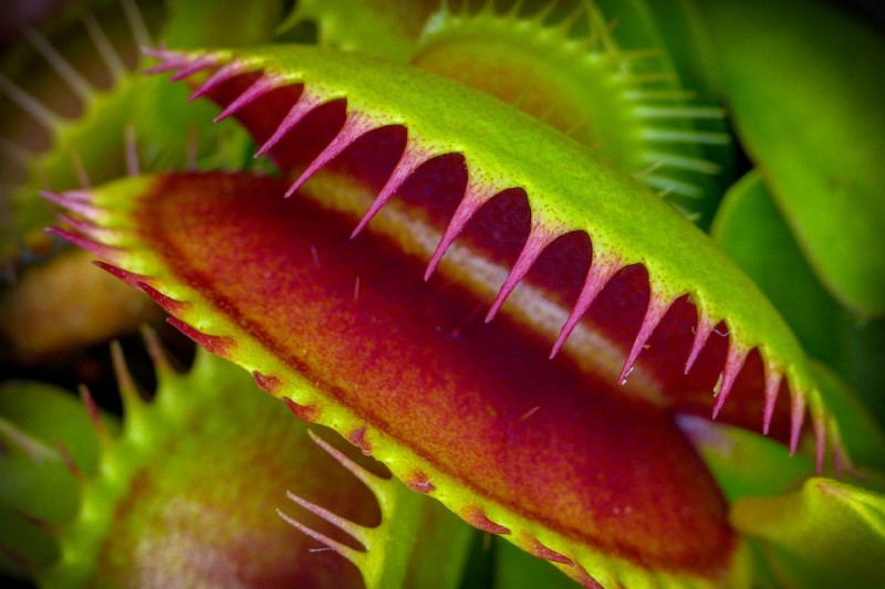 Cây ăn thịt biết tính toán? cay an thit biet ti nh toa n