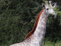 kenya huou cao co trang cuc hiem bi giet boi nan san trom