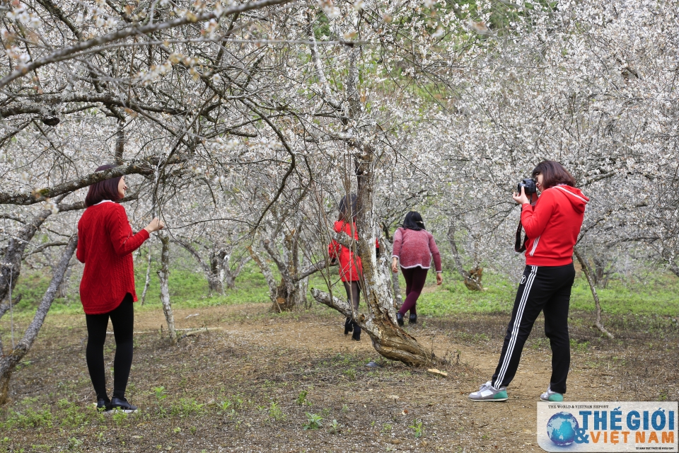lac vao thien duong mo trang ngut ngan o moc chau