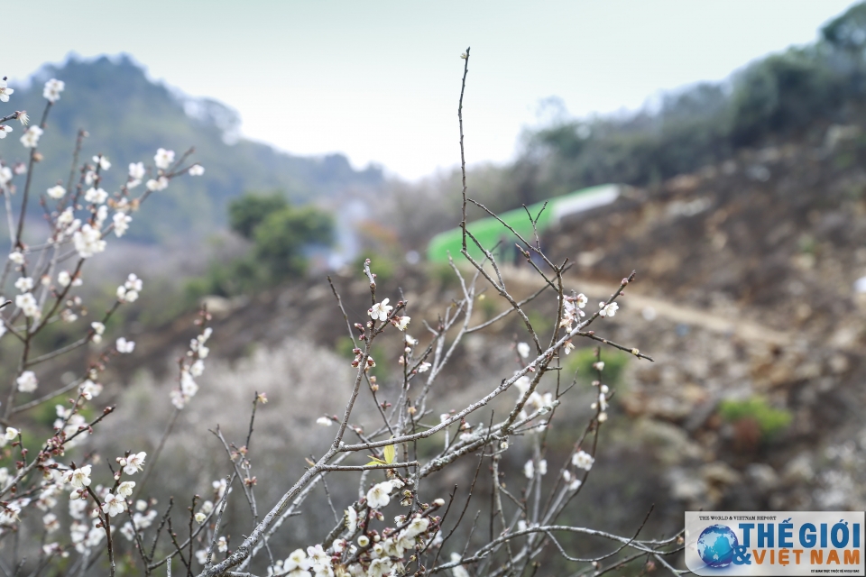 lac vao thien duong mo trang ngut ngan o moc chau