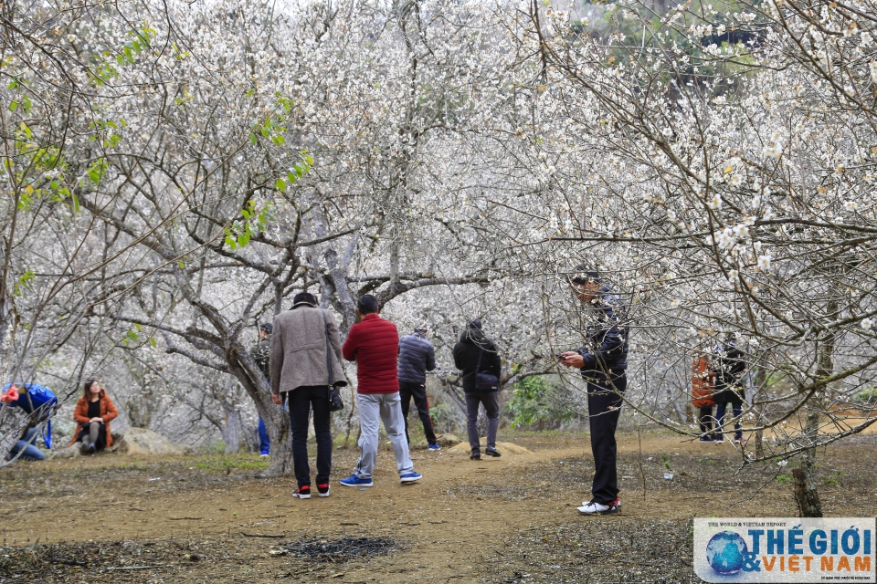 lac vao thien duong mo trang ngut ngan o moc chau