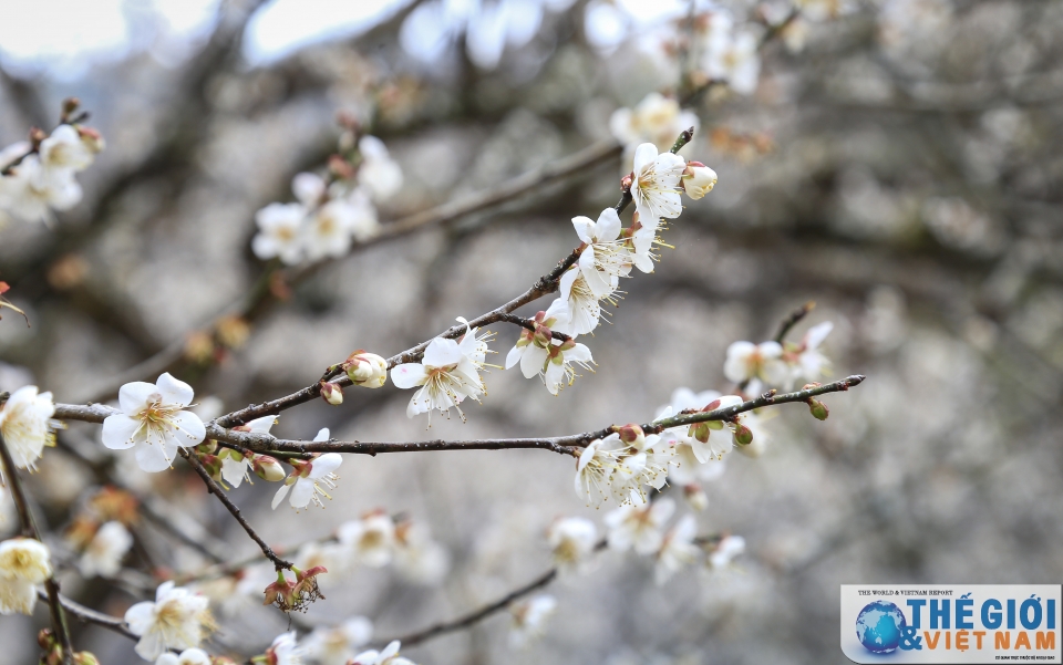 lac vao thien duong mo trang ngut ngan o moc chau