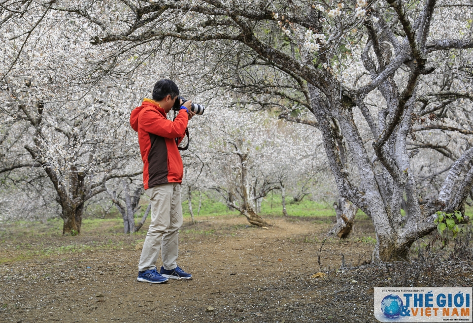 lac vao thien duong mo trang ngut ngan o moc chau