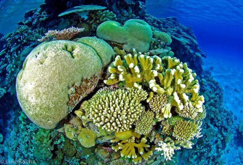 su axit hoa cac dai duong lam hu hai cac ran san ho