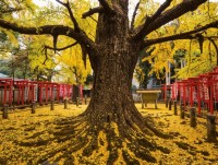 dai lo ky di voi nhung hang cay lon nguoc nhu lac vao hanh tinh la