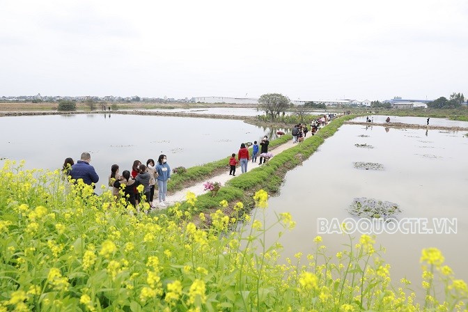 Rực rỡ Đường hoa Xuân Hà Nội Tết Nhâm Dần