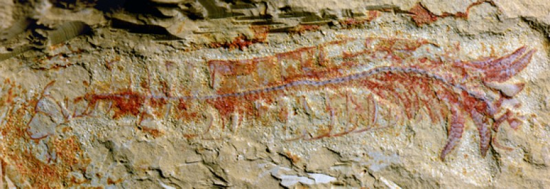 phat hien he than kinh co nhat trong hoa thach 520 trieu nam tuoi