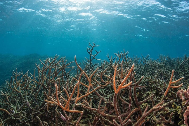 nguy co axit hoa cac dai duong