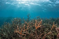 hon 90 nuoc cam ket dong gop 53 ty usd bao ton sinh thai bien