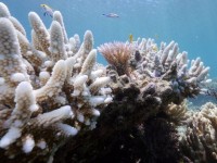 phat hien cac ran san ho moi tai vung bien caribbean