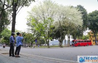 Mùa hoa sưa Hà Nội