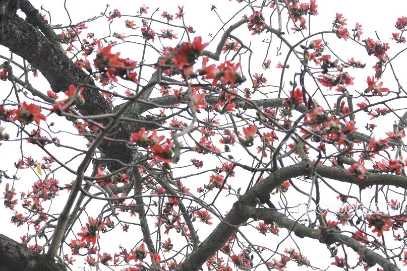 Check-in bên Hồ Gươm Check-in bên Hồ Gươm