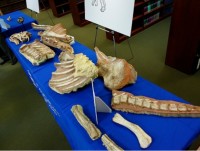 phat hien hoa thach bo xuong khung long hoan thien lon nhat