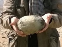 dung chau chau de phat hien chat no