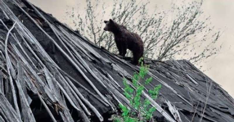 phat hien nhieu dong vat hoang da song o chernobyl