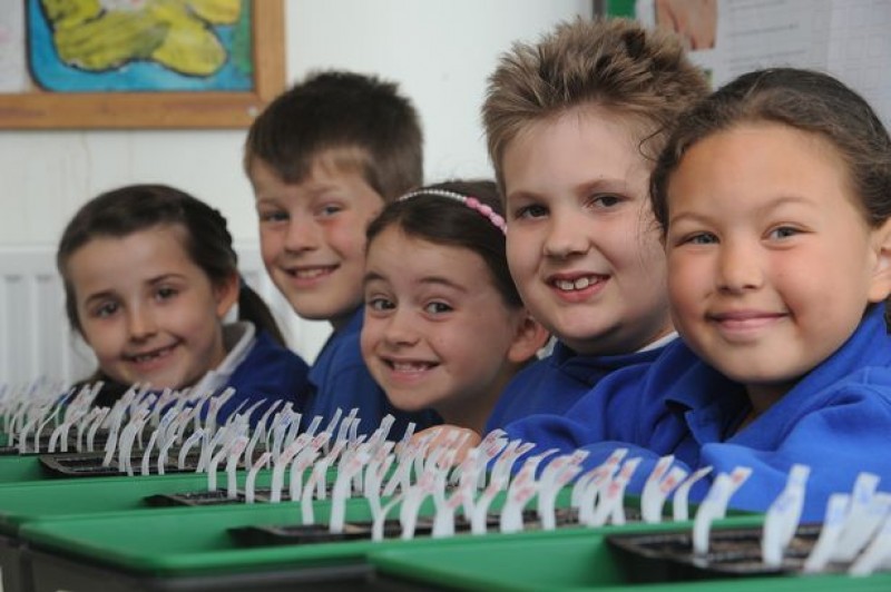 trong thi diem nhung hat giong nay mam tu vu tru