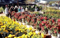 Thông báo khẩn về những ai liên quan đến Chợ hoa Mê Linh
