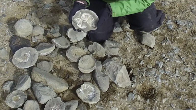 phat hien hoa thach khung long o nam cuc