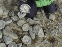 argentina phat hien hoa thach xuong loai khung long moi