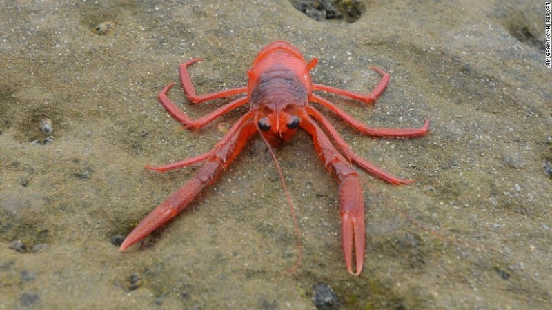 hang ngan con cua do tran len bo bien my