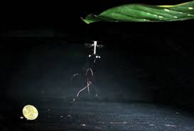 bam dinh nhu robot ruoi bay