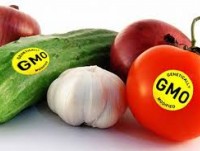 hat dau nho be se cuu the gioi