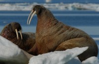 my se quyet dinh ve chong bien doi khi hau trong tuan toi