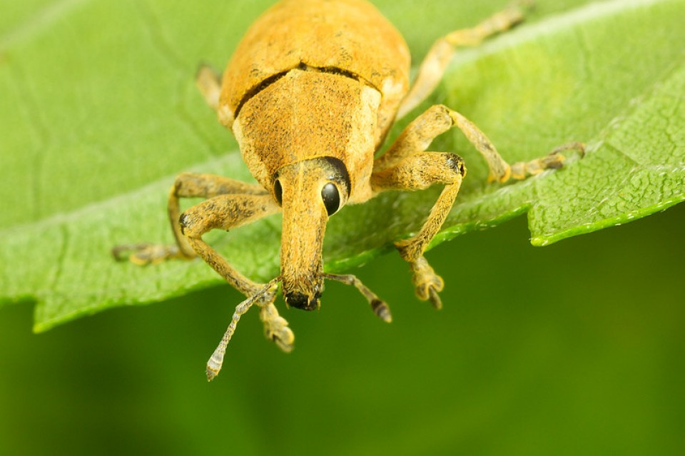 bo voi voi tan pha nang ne rung thong tai honduras