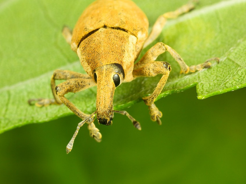 bo voi voi tan pha nang ne rung thong tai honduras