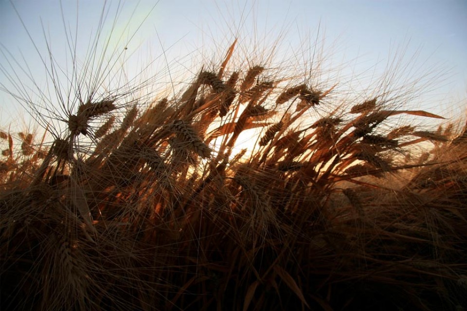 bien doi khi hau lam tang doc to trong thuc pham