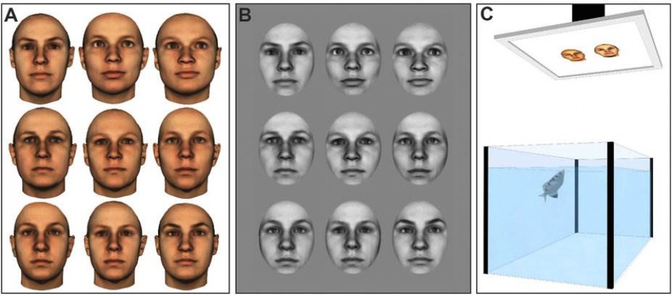 Loài cá có thể nhận dạng khuôn mặt người loai ca co the nhan dang khuon mat nguoi