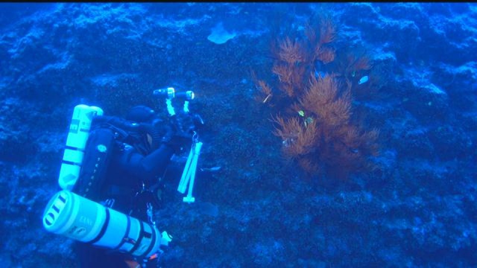 phat hien loai ca moi o quan dao hawaii