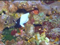 sung sot voi su xuat hien cua loai ca giong sinh vat thoi tien su