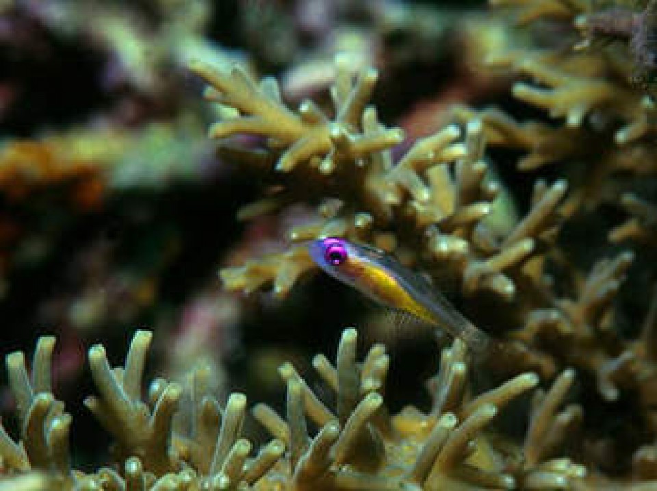 nhung dai san ho ngam dang phat trien tro lai