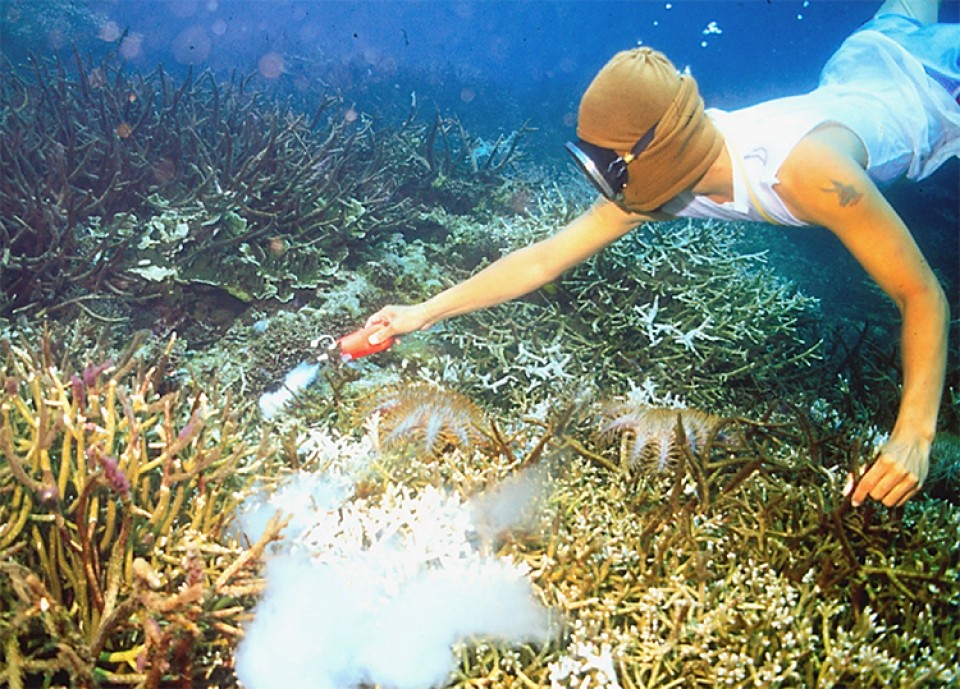 my phan doi dung xyanua de bat ca canh o bien