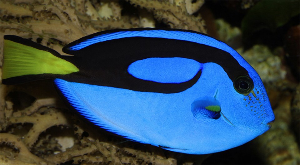 my phan doi dung xyanua de bat ca canh o bien