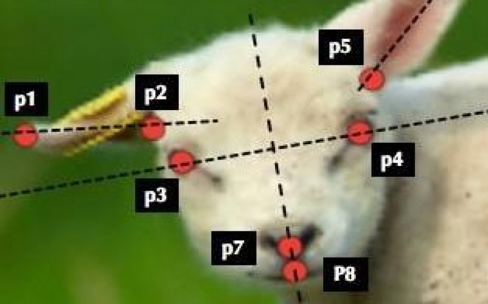 chup anh chan dung vat nuoi de phat hien benh som