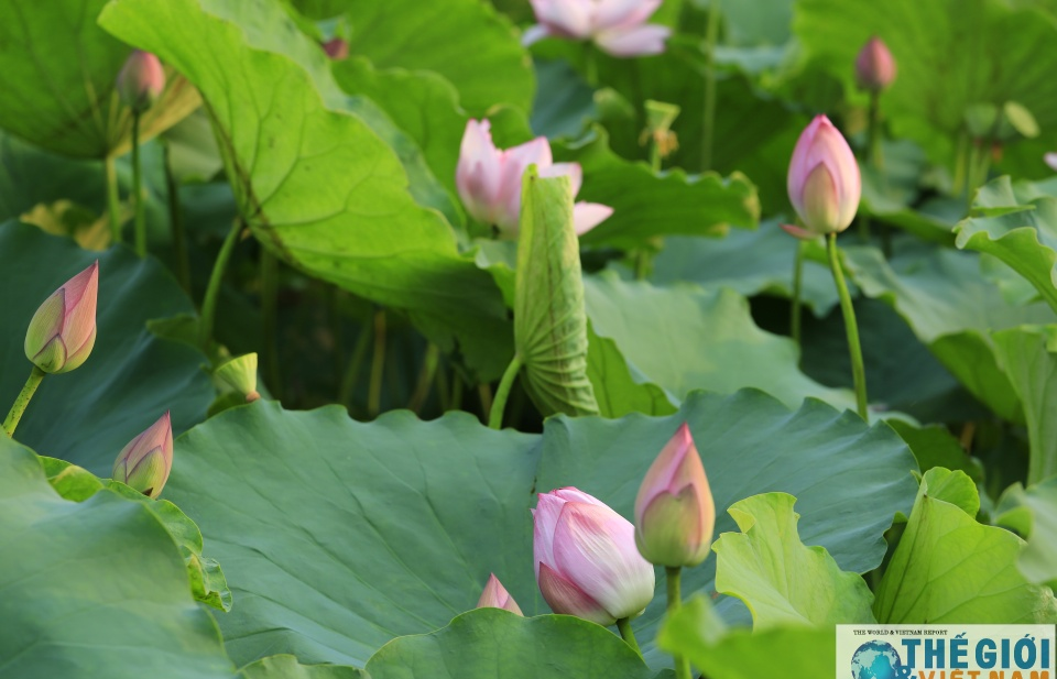 Có một Hà Nội rộn ràng mùa sen