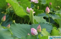 Có một Hà Nội rộn ràng mùa sen