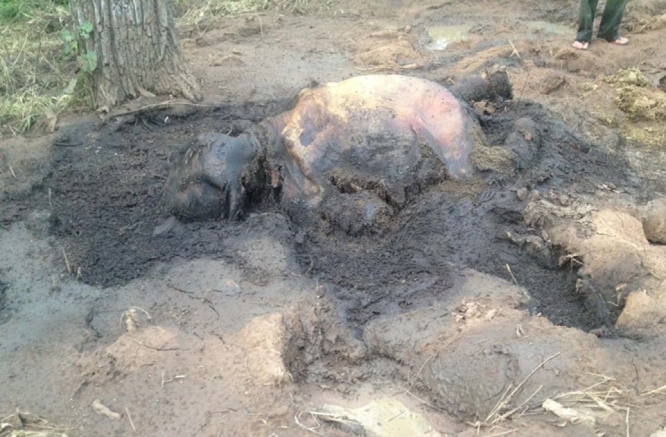 dak lak lien tiep phat hien voi con hoang da chet trong rung