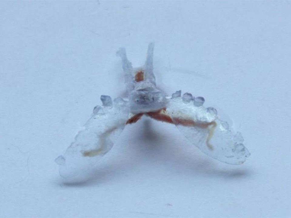 robot tham hiem mem deo nhu loai sen bien