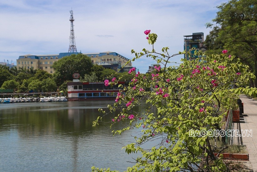 Đường phố Thủ đô rực rỡ những màu hoa mùa Hạ