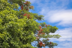 Dự báo thời tiết đêm nay và ngày mai (18-19/5): Hà Nội, Bắc Bộ, Trung Bộ có nắng nóng gay gắt; Nam Bộ chiều, tối mưa rào, giông rải rác