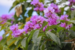 Đường phố Thủ đô rực rỡ những sắc hoa mùa Hạ